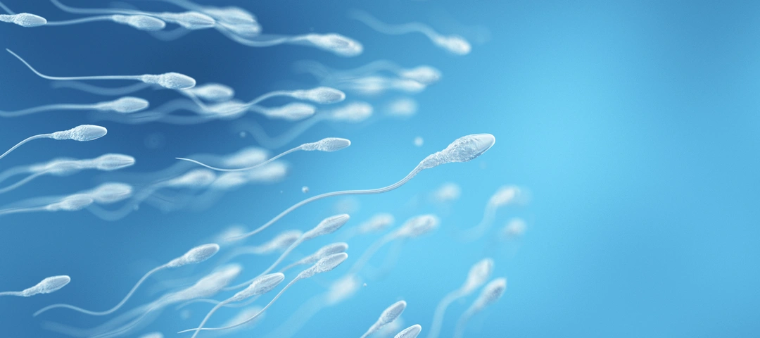 High-quality donated sperm from Ovumia Stockholm's sperm bank.